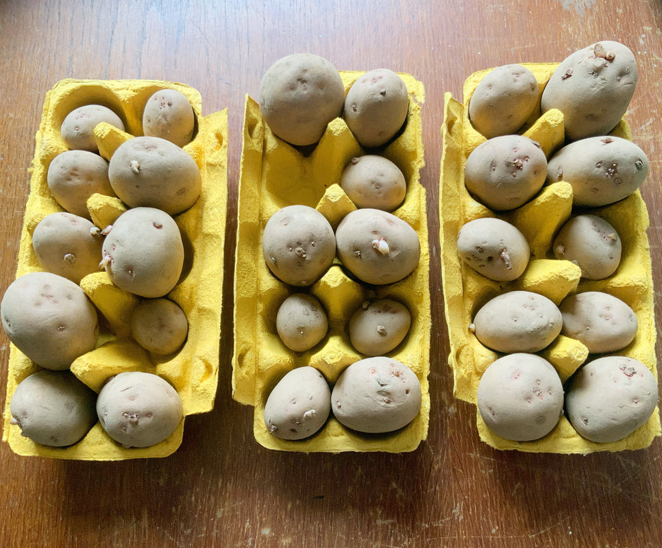 Starting Our Seed Potatoes … :)