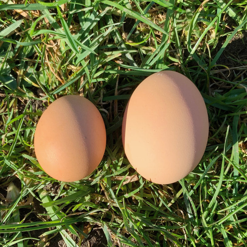 Our New Hens Are Laying … :)