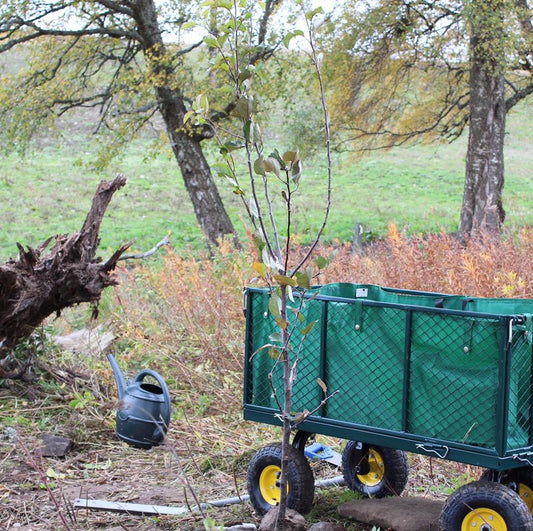 Planting Trees ...