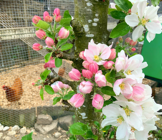 A Sunny Day In The Garden … :)