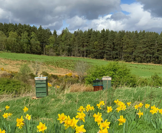 Honeybees On The Homestead … :)