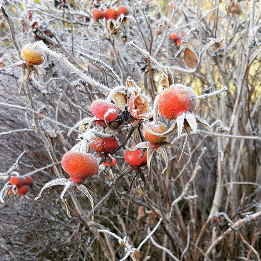 Frosty Mornings ...