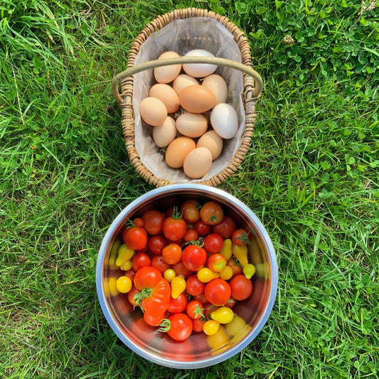 Polycrub Tomatoes … :)