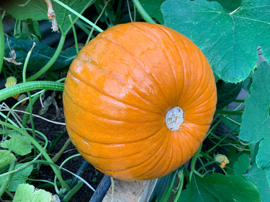 Our Very First Pumpkin … :)