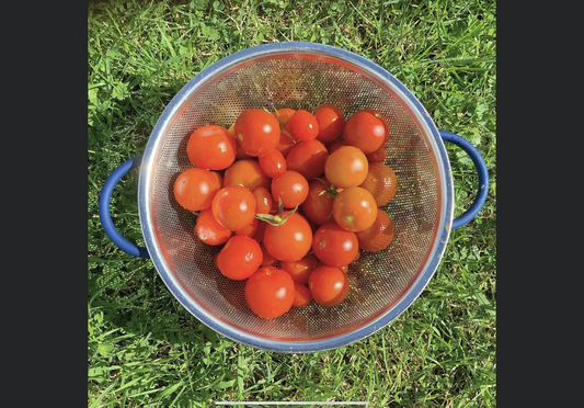 We’re Still Harvesting Beautiful Tomatoes … :)