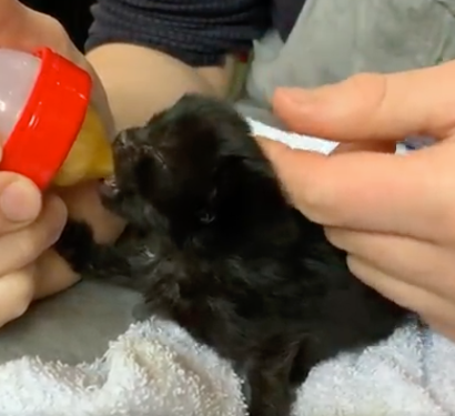 Bottle Feeding The Kittens ... :)