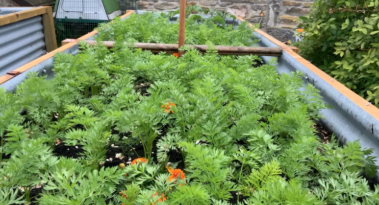 Growing Carrots In Our New Raised Beds … :)