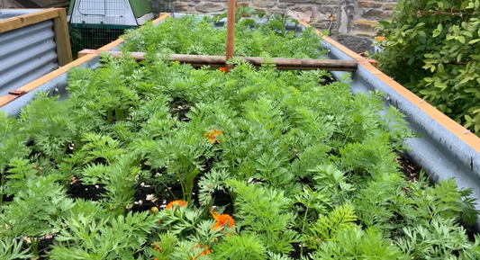 Growing Carrots In Our New Raised Beds … :)