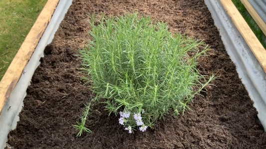 Homegrown Rosemary …. :)