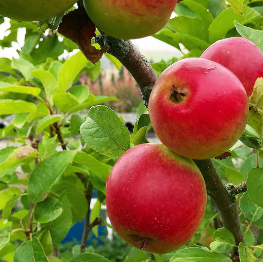 Apple Picking … :)