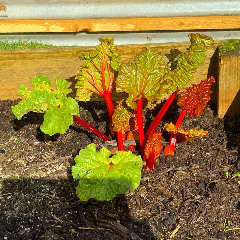 Beautiful Rhubarb … :)