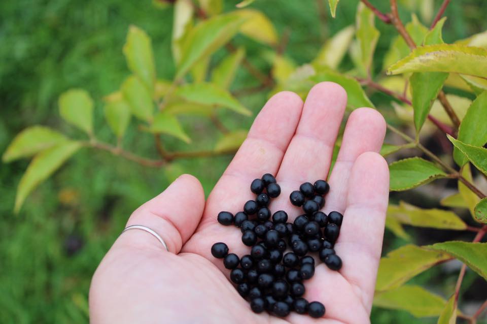 Elderberry Delight ...