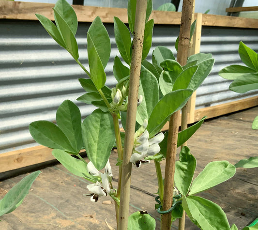 Broad Beans. :)